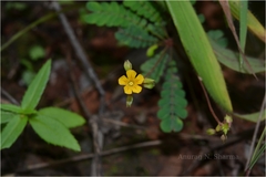 Biophytum reinwardtii